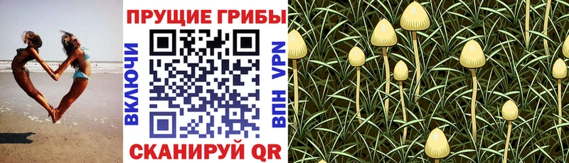 Галлюциногенные грибы GOLDEN TEACHER  Азнакаево 